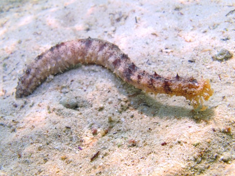 Holothuria impatiens da Porto Cesareo - 1